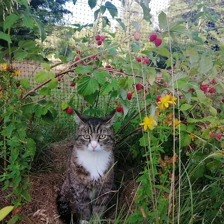 ベッド・アンド・ブレックファスト Nostalgia 3*