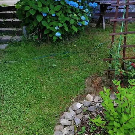 Nostalgia シクラルスカ・ポレンバ