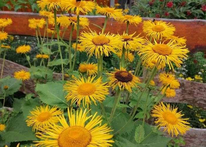 Nocleg ze śniadaniem Nostalgia