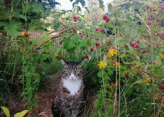 Nocleg ze śniadaniem Nostalgia 3*